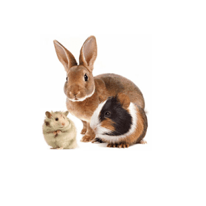 Pequeños Mamíferos (Conejos, Hamsters, Cobayas)