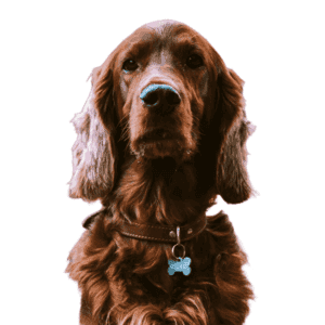 Collares Perros