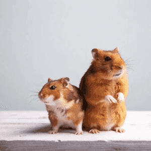 Hamsters