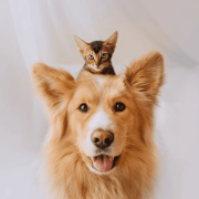 perroygato